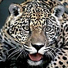 Animals avatars