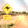 Animals avatars