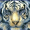 Animals avatars
