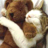 Animals avatars