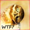 Bird avatars