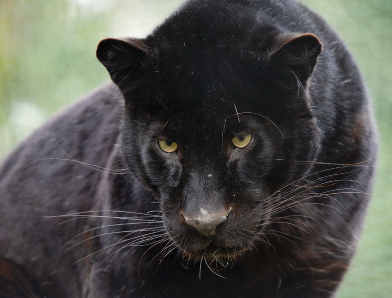 Black panther avatars