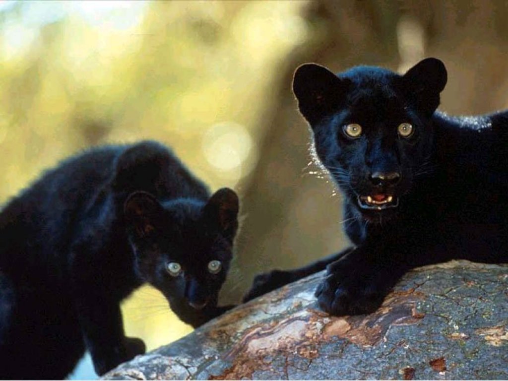 Black panther