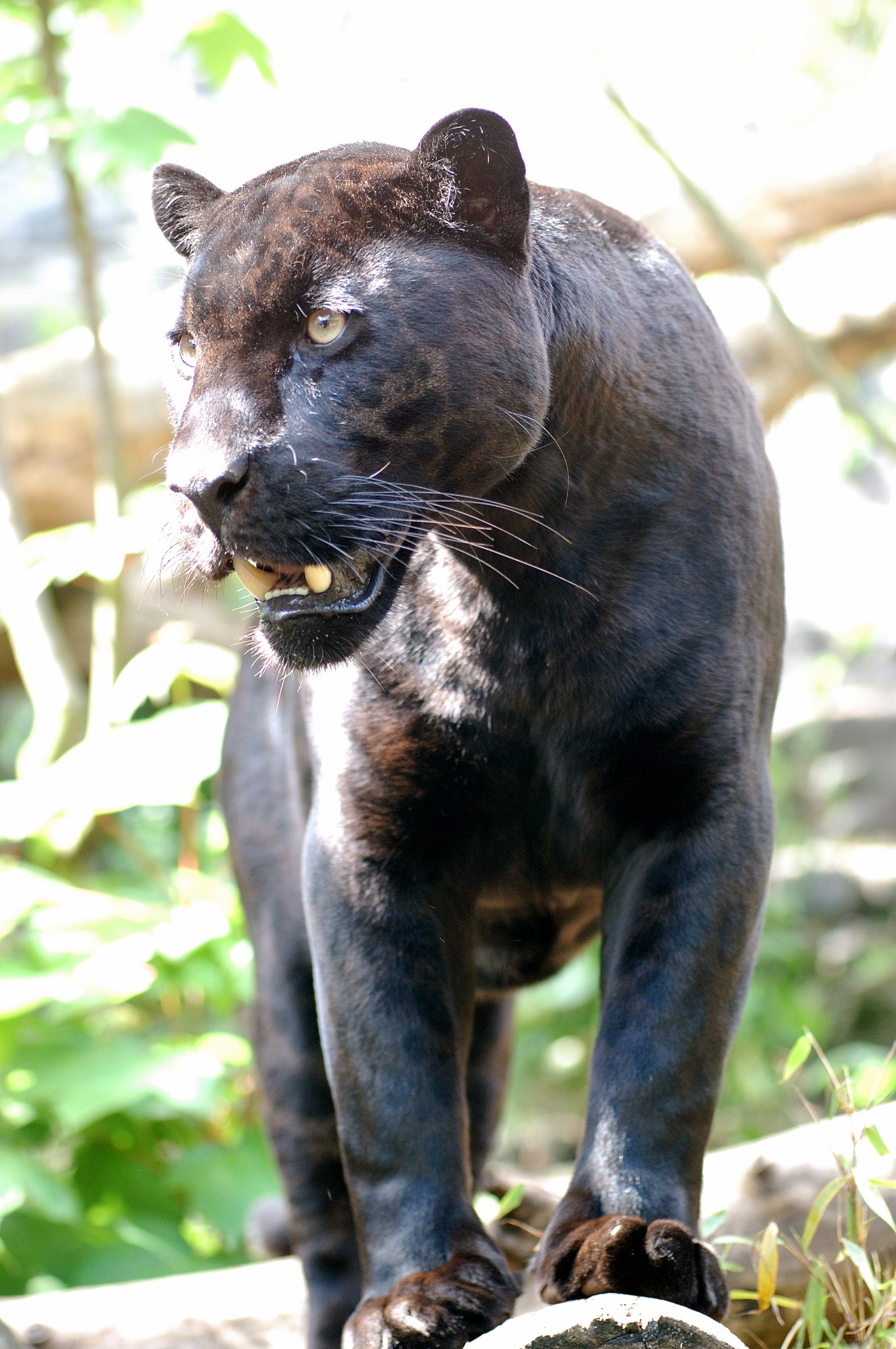 Black panther avatars