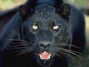 Black panther