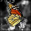 Butterfly avatars