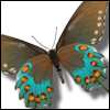 Butterfly avatars