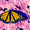 Butterfly avatars