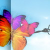 Butterfly avatars