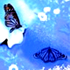 Butterfly avatars