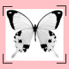 Butterfly avatars