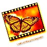 Butterfly avatars