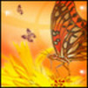 Butterfly avatars