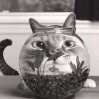 Cat avatars