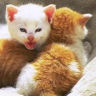 Cat avatars