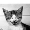 Cat avatars