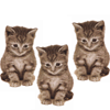 Cat avatars