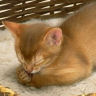 Cat avatars