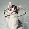 Cat avatars