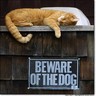 Cat avatars