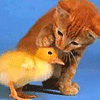 Cat avatars