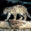 Cheetah avatars