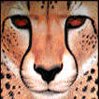 Cheetah avatars
