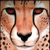 avatars-cheetah-983949.jpg