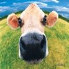 Cow avatars