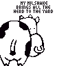Cow avatars