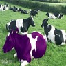 Cow avatars