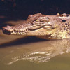 Crocodile