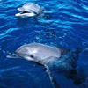 Dolphins avatars