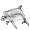 Dolphins avatars