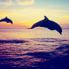 Dolphins avatars