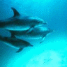 Dolphins avatars