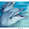 Dolphins avatars