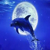 Dolphins avatars