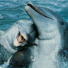 Dolphins