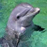 Dolphins avatars