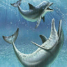 Dolphins avatars