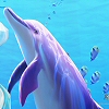 Dolphins avatars
