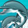 Dolphins avatars