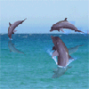 Dolphins avatars