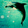 Dolphins avatars