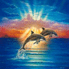 Dolphins avatars