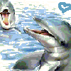 Dolphins avatars