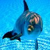 Dolphins avatars