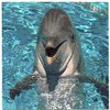 Dolphins avatars