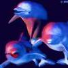 Dolphins avatars